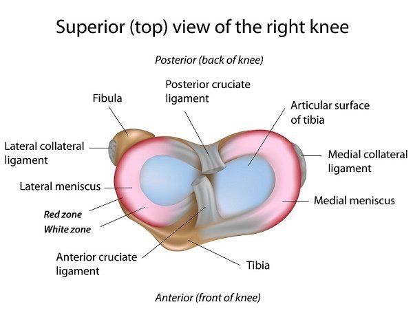 Knee joint & Meniscus From Above