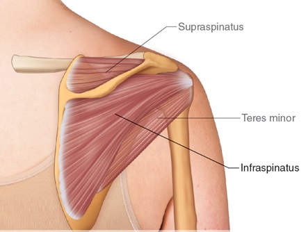 What is the The Rotator Cuff